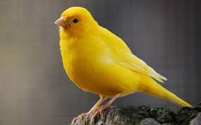 canario-amrelo