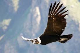condor