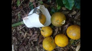 laranja