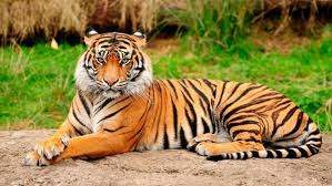 tigre-de-bengala