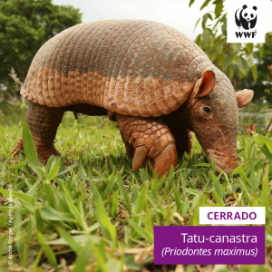 post_7especiedosbiomas_4